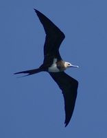 Lesser Frigatebird » Fregata ariel