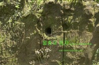 물총새 둥지 Common Kingfisher nest