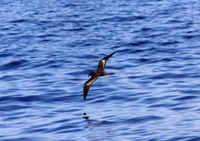 Bulwer's Petrels have been seen from ferries