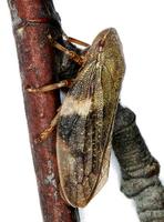 Aphrophora alni - European Alder Spittle Bug