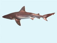 Carcharhinus altimus, Bignose shark: fisheries