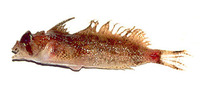 Nautichthys pribilovius, Eyeshade sculpin: fisheries