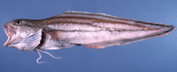 Spottobrotula amaculata, :