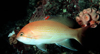 Pseudanthias luzonensis, Yellowlined anthias: aquarium