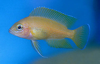 Variabilichromis moorii, : aquarium
