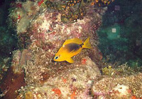 Hypoplectrus guttavarius, Shy hamlet: aquarium