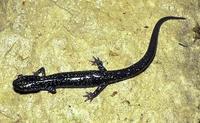 Image of: Plethodon glutinosus (northern slimy salamander)