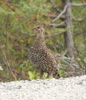 Falcipennis canadensis - Spruce Grouse