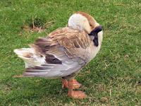 Image of: Anser cygnoides (swan goose)