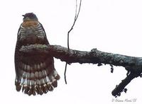 Image of: Cuculus sparverioides (large hawk-cuckoo)