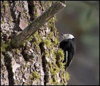 Image of: Picoides albolarvatus (white-headed woodpecker)