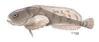 Image of: Psychrolutes sigalutes (soft sculpin)