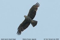 Ayres' Hawk-Eagle - Aquila ayresii