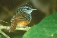 Warbling Antbird - Hypocnemis cantator