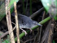 Silvered Antbird - Sclateria naevia