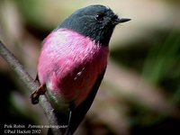 Pink Robin - Petroica rodinogaster