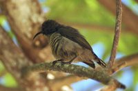 Seychelles Sunbird - Cinnyris dussumieri