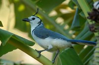 White-throated Magpie-Jay - Calocitta formosa