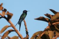 Swallow-tailed  hummingbird   -   Eupetomena  macroura   -   Colibrì  coda  di  rondine