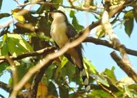 Yellow-billed Cuckoo  