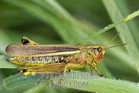 grasshopper ( Stetophyma grossum ) stock photo