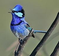 ... is also high. Australia is home to a variety of superb wildlife such as this Splendid Fairywren