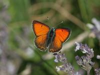 Copper, Balkan