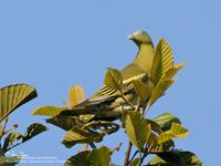 Pompadour Green-Pigeon
