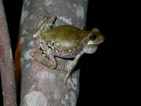 : Hyla avivoca; Bird-voiced Treefrog