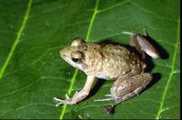 : Phrynobatrachus acridoides; Eastern Puddle Frog