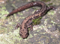 : Plethodon welleri; Weller's Salamander