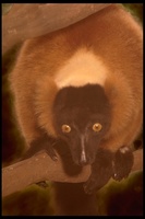 : Varecia variegata ssp.rubra; Red ruffed lemur