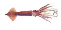 New Zealand Arrow Squid - Nototodarus sloanii