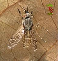 Haematopota pluvialis - Horse fly