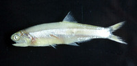 Anchoa marinii, Marini's anchovy: