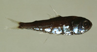 Hygophum hygomii, Bermuda lantern fish: