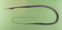 Nemichthys scolopaceus, Slender snipe eel: