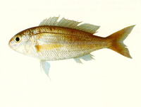 Nemipterus marginatus, Red filament threadfin bream: fisheries