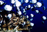 Dascyllus albisella, Hawaiian dascyllus: aquarium
