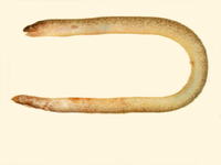 Uropterygius micropterus, Tidepool snake moray: