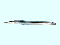 Oxyconger leptognathus, Shorttail pike conger: