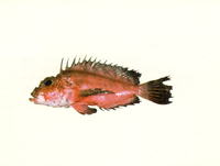 Minous coccineus, Onestick stingfish: