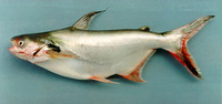Pangasius larnaudii, Spot pangasius: fisheries, aquaculture