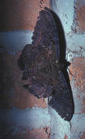 Image of: Erebus odora (black witch)