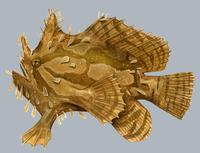 Image of: Histrio histrio (sargassumfish)