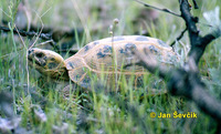 Testudo horsfieldii - Afghan Tortoise