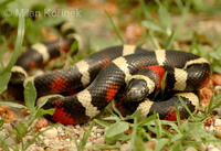 Lampropeltis triangulum campbelli - Pueblan Milk Snake