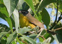 Yellow-breasted Chat - Icteria virens