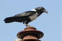 Pied Crow, Corvus albus
