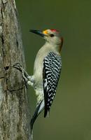 Golden-fronted Woodpecker, male, Martin Ranch, Edinburg, TX